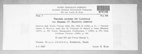 Puccinia caricina image